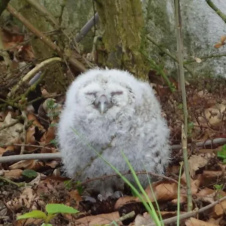 Romantic Thatched Roof House Διαμέρισμα Schnarup-Thumby