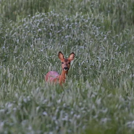 Romantic Thatched Roof House Διαμέρισμα