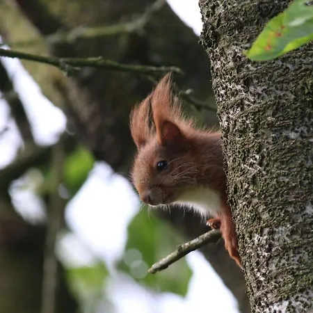 Romantic Thatched Roof House