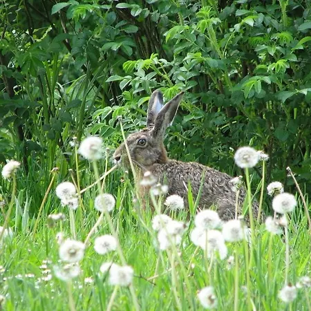 Romantic Thatched Roof House