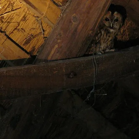 Romantic Thatched Roof House * Schnarup-Thumby